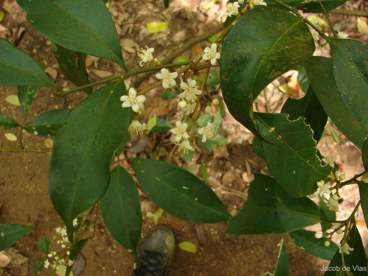 Glycosmis mauritiana (Lam.) Tanaka